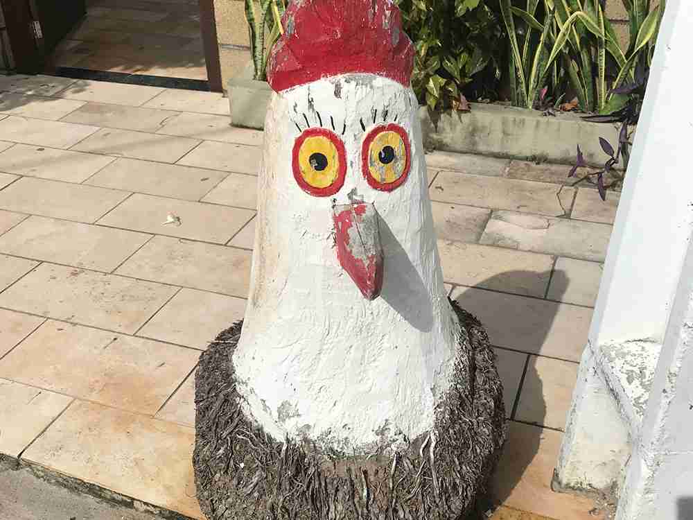 Galinhas no Coqueiro