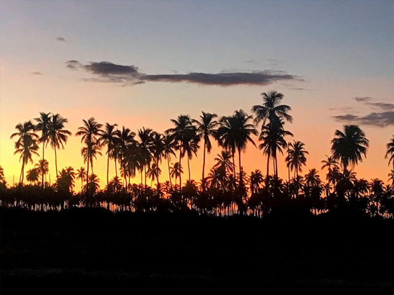 Coqueiros de Porto de Galinhas