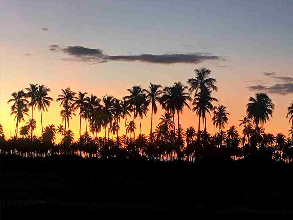 Coqueiros de Porto de Galinhas